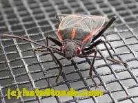 /home//u458753944/public_html/sourcegallery////Insects and small critters/aphids cicadas lanternflies and true bugs (Hemiptera)/P4080624.JPG